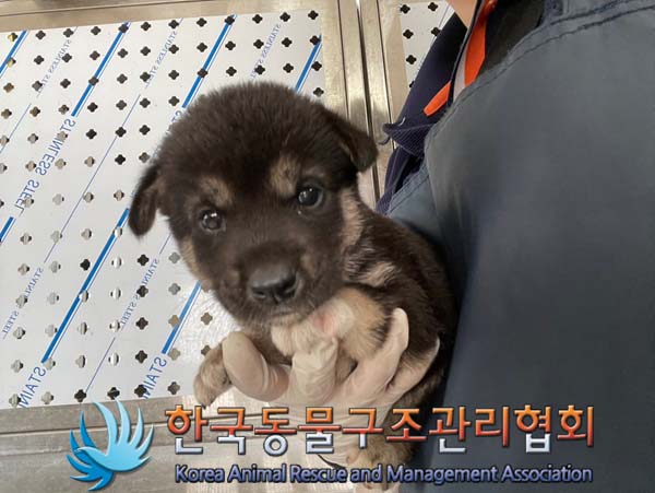 한국동물구조관리협회_441409202401264